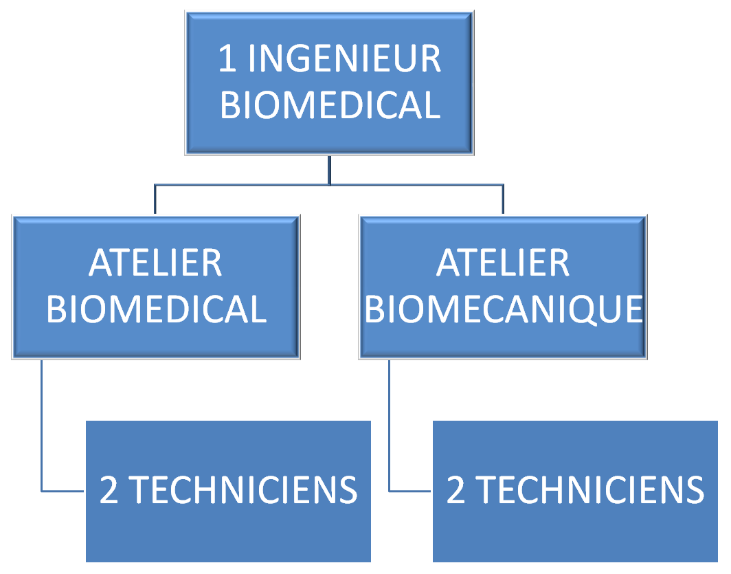 ORGANNIGRAMME BIOMEDICAL