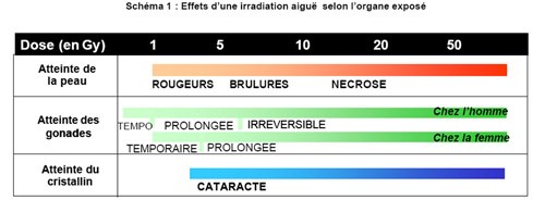 Figure 4 :
            Effets d'une irradiation aiguë selon l'organe exposé