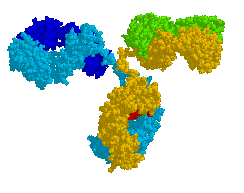 Image/anticorps