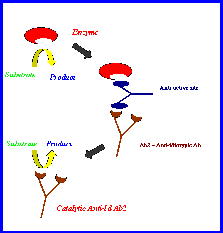 Production of Abzymes