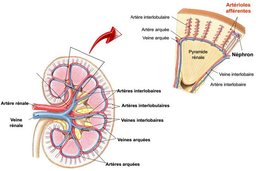 Figure
        1
