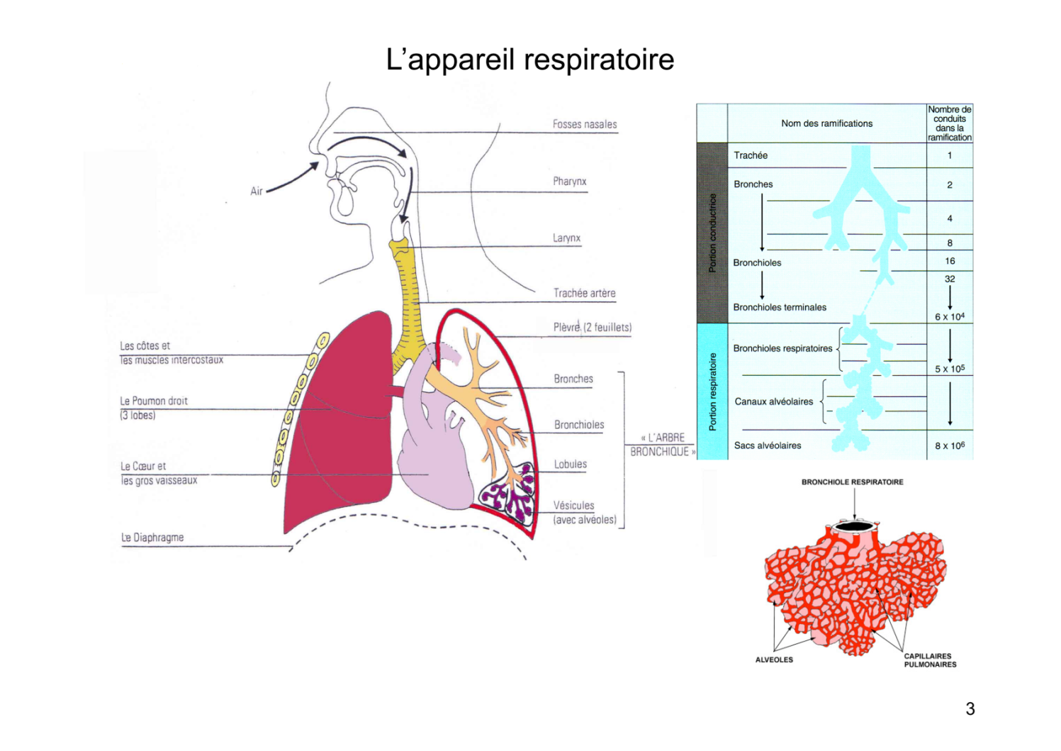 Une nouvelle cabine en pneumologie